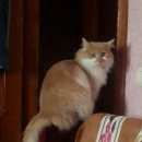 Подробнее об объявлении «Пропал кот Реутов» Фото: пропала кошка Мейн-кун «Пропал кот Реутов» в г. Реутов