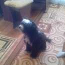 Подробнее об объявлении «Братск Найдена собака» Фото: найдена собака  «Братск Найдена собака» в г. Братск