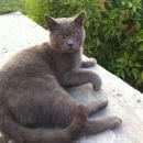 Подробнее об объявлении «Найден кот Воскресенск» Фото: найдена кошка Британская короткошерстная «Найден кот Воскресенск» в г. Воскресенск