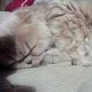 Подробнее об объявлении «Найден кот улице ангарская (станция ховрино). Москва» Фото: найдена кошка  «Найден кот улице ангарская (станция ховрино)....» в г. Москва