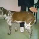 Подробнее об объявлении «Найдена собака Краснодар» Фото: найдена собака Курцхаар «Найдена собака Краснодар» в г. Краснодар