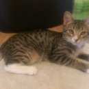 Подробнее об объявлении «Одинцово Найден кот молодой кот, г.» Фото: найдена кошка  «Одинцово Найден кот молодой кот, г.» в г. Одинцово