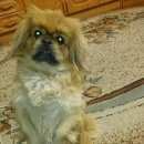 Подробнее об объявлении «Пропала собака кобель Новосибирск» Фото: пропала собака Пекинес «Пропала собака кобель Новосибирск» в г. Новосибирск