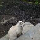 Подробнее об объявлении «Жуковский Найдена кошка вроде тайская» Фото: найдена кошка Тайская «Жуковский Найдена кошка вроде тайская» в г. Жуковский