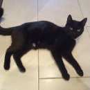 Подробнее об объявлении «Найдена кошка черная в ошейнике Москва» Фото: найдена кошка  «Найдена кошка черная в ошейнике Москва» в г. Москва