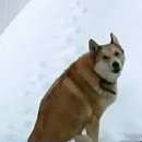 Подробнее об объявлении «Нарофоминск Найдена собака» Фото: найдена собака Западно-сибирская лайка «Нарофоминск Найдена собака» в г. Нарофоминск