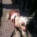 Подробнее об объявлении «Пропала собака Санкт-Петербург» Фото: пропала собака Китайская хохлатая собака «Пропала собака Санкт-Петербург» в г. Санкт-Петербург