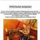 Подробнее об объявлении «Пропала кошка Санкт-Петербург» Фото: пропала кошка  «Пропала кошка Санкт-Петербург» в г. Санкт-Петербург