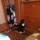 Подробнее об объявлении «Пропал кот Реутов» Фото: пропала кошка  «Пропал кот Реутов» в г. Реутов