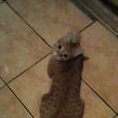 Подробнее об объявлении «Омск Пропал кот» Фото: пропала кошка  «Омск Пропал кот» в г. Омск