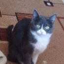 Подробнее об объявлении «Пропала кошка г. Челябинск» Фото: пропала кошка  «Пропала кошка г. Челябинск» в г. Челябинск