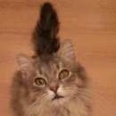 Подробнее об объявлении «Найден кот Москва» Фото: найдена кошка  «Найден кот Москва» в г. Москва