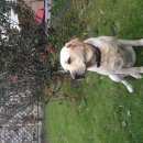 Подробнее об объявлении «Пропала собака кобель Белгород» Фото: пропала собака Лабрадор ретривер «Пропала собака кобель Белгород» в г. Белгород