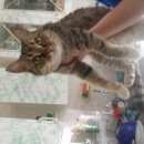 Подробнее об объявлении «Найдена кошка кот(ка) с черно-красным поводком и белыми бусинками Ханты-Мансийск» Фото: найдена кошка  «Найдена кошка кот(ка) с черно-красным поводком...» в г. Ханты-Мансийск