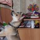 Подробнее об объявлении «Пропала собака кобель маленький песик метис Нижний Новгород» Фото: пропала собака  «Пропала собака кобель маленький песик метис...» в г. Нижний Новгород