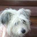 Подробнее об объявлении «Воронеж Найдена собака» Фото: найдена собака Китайская хохлатая собака «Воронеж Найдена собака» в г. Воронеж