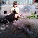 Подробнее об объявлении «Пропала собака кобель черный кобель Новосибирск» Фото: пропала собака  «Пропала собака кобель черный кобель Новосибирск» в г. Новосибирск