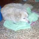 Подробнее об объявлении «Найдена собака Нижний Новгород» Фото: найдена собака  «Найдена собака Нижний Новгород» в г. Нижний Новгород