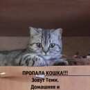 Подробнее об объявлении «Пропала кошка потерялась кошка Ростов-на-Дону» Фото: пропала кошка Британская короткошерстная «Пропала кошка потерялась кошка Ростов-на-Дону» в г. Ростов-на-Дону