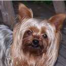 Подробнее об объявлении «Пропала собака Самара» Фото: пропала собака Йоркширский терьер «Пропала собака Самара» в г. Самара