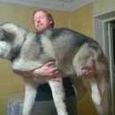 Подробнее об объявлении «Пропала собака кобель Тула» Фото: пропала собака Аляскинский маламут «Пропала собака кобель Тула» в г. Тула