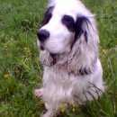 Подробнее об объявлении «Пропала собака кобель кокер-спаниель бим Тверь» Фото: пропала собака Английский кокер-спаниель «Пропала собака кобель кокер-спаниель бим Тверь» в г. Тверь