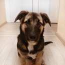 Подробнее об объявлении «Воронеж Найдена собака кобель» Фото: найдена собака  «Воронеж Найдена собака кобель» в г. Воронеж