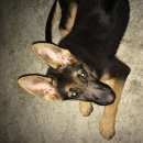 Подробнее об объявлении «Пропала собака  очень ищет ребёнок Адлер» Фото: пропала собака Немецкая овчарка «Пропала собака  очень ищет ребёнок Адлер» в г. Адлер