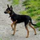 Подробнее об объявлении «Обь Пропала собака кобель» Фото: пропала собака Русский той-терьер «Обь Пропала собака кобель» в г. Обь