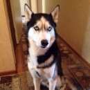 Подробнее об объявлении «Пропала собака кобель Владикавказ» Фото: пропала собака Сибирская хаски «Пропала собака кобель Владикавказ» в г. Владикавказ