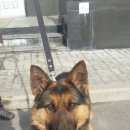 Подробнее об объявлении «Найдена собака спб, курортный р-н, овчарка/близкий метис, молодая девочка Сестрорецк» Фото: найдена собака Немецкая овчарка «Найдена собака спб, курортный р-н,...» в г. Сестрорецк