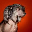 Подробнее об объявлении «Пропала собака помогите найти собаку Электросталь» Фото: пропала собака Китайская хохлатая собака «Пропала собака помогите найти собаку Электросталь» в г. Электросталь