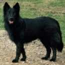 Подробнее об объявлении «Пропала собака кобель Санкт-Петербург» Фото: пропала собака  «Пропала собака кобель Санкт-Петербург» в г. Санкт-Петербург