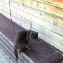 Подробнее об объявлении «Найдена кошка Ханты-Мансийск» Фото: найдена кошка  «Найдена кошка Ханты-Мансийск» в г. Ханты-Мансийск