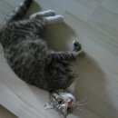 Подробнее об объявлении «Найдена кошка котенок, спортивная, 2а Щербинка» Фото: найдена кошка  «Найдена кошка котенок, спортивная, 2а Щербинка» в г. Щербинка