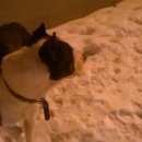 Подробнее об объявлении «Пропала собака кобель Новосибирск» Фото: пропала собака  «Пропала собака кобель Новосибирск» в г. Новосибирск