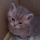 Подробнее об объявлении «Ивантеевка (Московская обл.) Пропала кошка» Фото: пропала кошка Британская длинношерстная «Ивантеевка (Московская обл.) Пропала кошка» в г. Ивантеевка (Московская обл.)