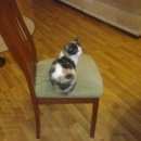 Подробнее об объявлении «Пропала кошка Ханты-Мансийск» Фото: пропала кошка  «Пропала кошка Ханты-Мансийск» в г. Ханты-Мансийск