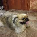 Подробнее об объявлении «Найдена собака кобель Энгельс» Фото: найдена собака Пекинес «Найдена собака кобель Энгельс» в г. Энгельс