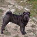 Подробнее об объявлении «Пропала собака Санкт-Петербург» Фото: пропала собака Шар-пей «Пропала собака Санкт-Петербург» в г. Санкт-Петербург
