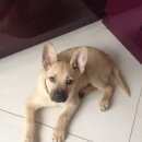 Подробнее об объявлении «Найдена собака кобель щенок на автозаводе Нижний Новгород» Фото: найдена собака  «Найдена собака кобель щенок на автозаводе...» в г. Нижний Новгород