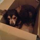 Подробнее об объявлении «Найдена собака Нижний Новгород» Фото: найдена собака  «Найдена собака Нижний Новгород» в г. Нижний Новгород