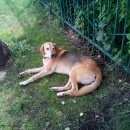 Подробнее об объявлении «Найдена собака кобель Покров» Фото: найдена собака  «Найдена собака кобель Покров» в г. Покров