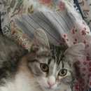 Подробнее об объявлении «Пропала кошка в начале лета 2015  Реутов» Фото: пропала кошка  «Пропала кошка в начале лета 2015  Реутов» в г. Реутов