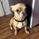 Подробнее об объявлении «Пропало домашнее животное Нижний Новгород» Фото: пропало другое животное Чихуахуа «Пропало домашнее животное Нижний Новгород» в г. Нижний Новгород