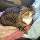 Подробнее об объявлении «Найдена кошка Ханты-Мансийск» Фото: найдена кошка  «Найдена кошка Ханты-Мансийск» в г. Ханты-Мансийск