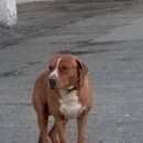 Подробнее об объявлении «Колпино Найдена собака кобель» Фото: найдена собака Американский стаффордширский терьер «Колпино Найдена собака кобель» в г. Колпино