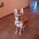 Подробнее об объявлении «Пропала собака Новосибирск» Фото: пропала собака  «Пропала собака Новосибирск» в г. Новосибирск