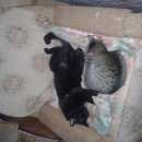 Подробнее об объявлении «Тверь Пропал кот» Фото: пропала кошка  «Тверь Пропал кот» в г. Тверь