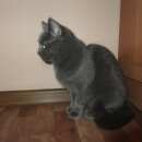 Подробнее об объявлении «Найдена кошка британка на дзфс г Дмитров» Фото: найдена кошка Британская короткошерстная «Найдена кошка британка на дзфс г Дмитров» в г. Дмитров